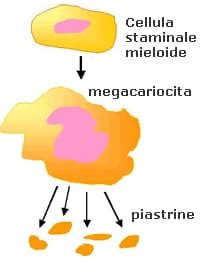 pdw piastrine